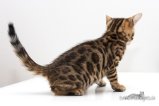  Bengal Zucht braun rosetted